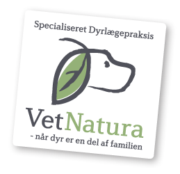 VetNatura-dyrlæge på om demens hos hunde | SønderborgNYT
