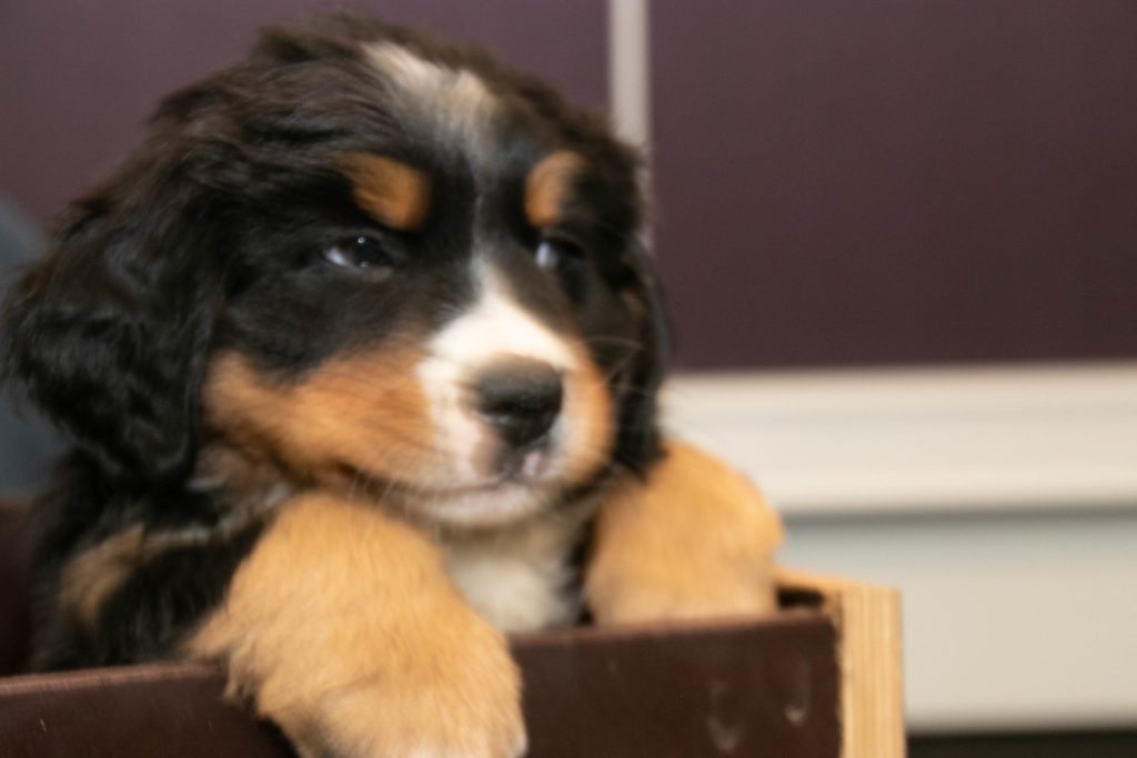 Hygge med hunde © SønderborgNYT