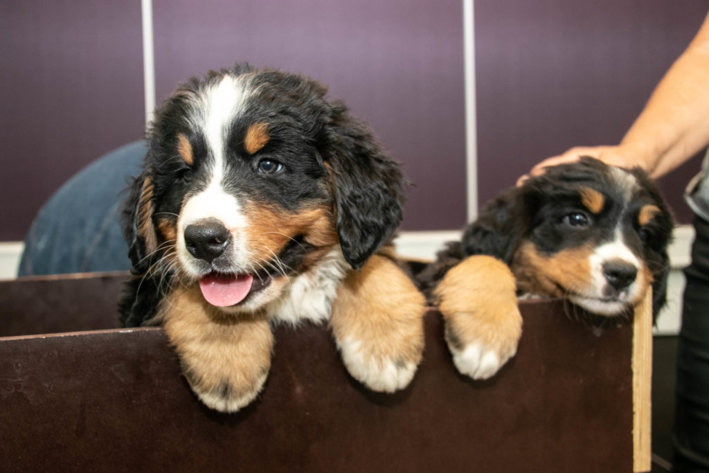Hygge med hunde © SønderborgNYT