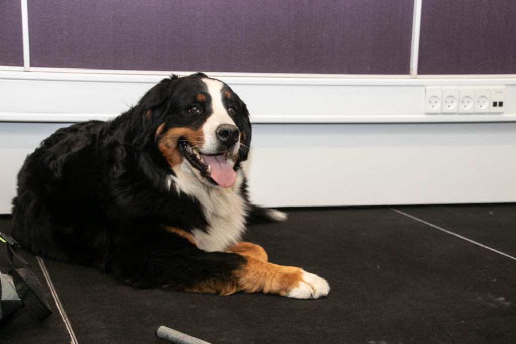 Hygge med hunde © SønderborgNYT