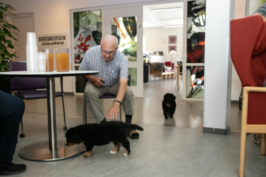 Hygge med hunde © SønderborgNYT