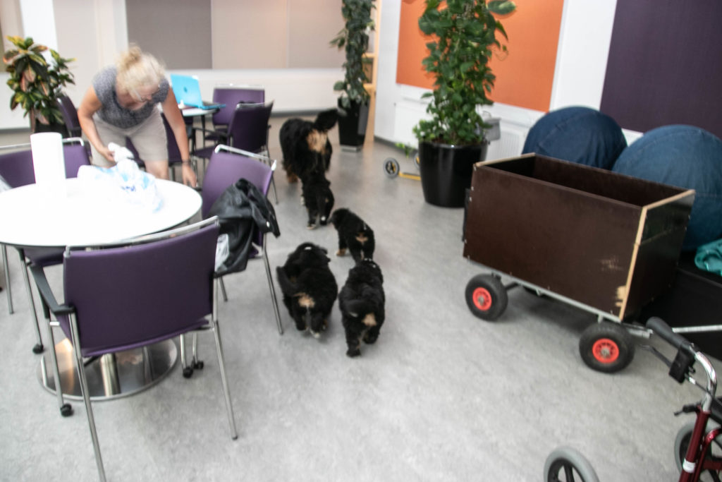 Hygge med hunde © SønderborgNYT