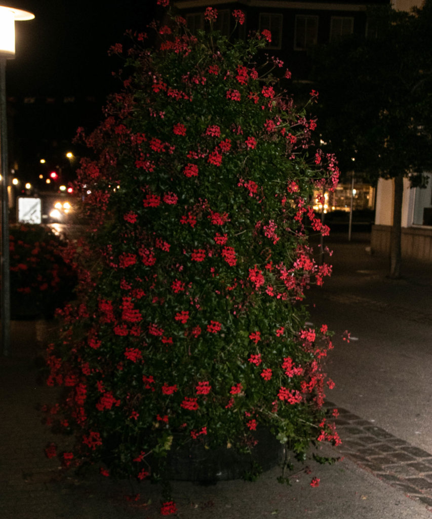 Aftentur © SønderborgNYT