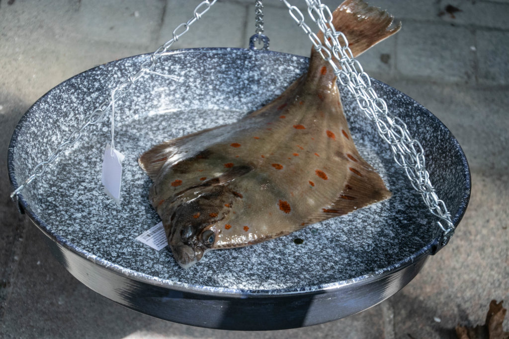 Fiske-tjek © SønderborgNYT
