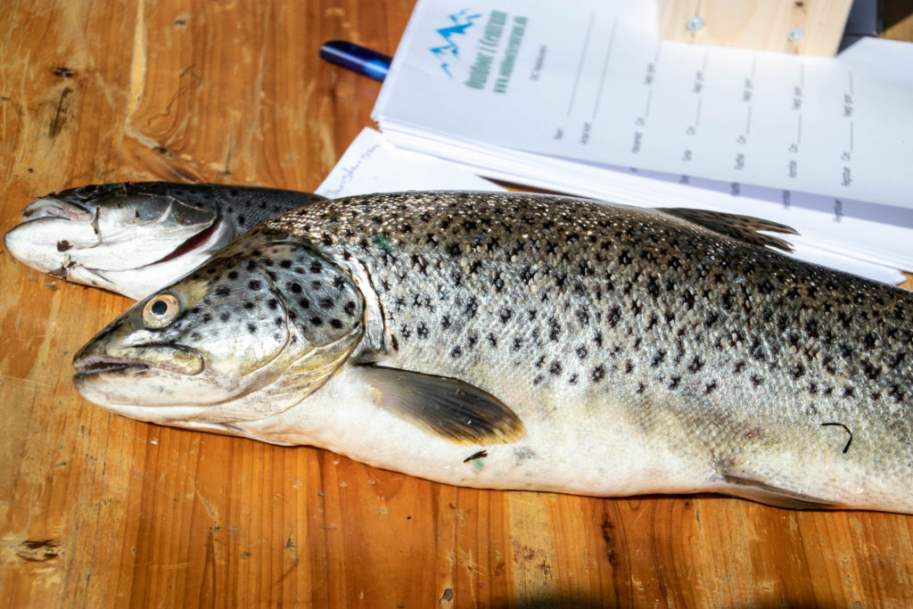 Fiske-tjek © SønderborgNYT