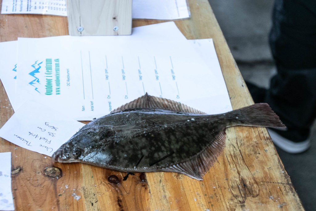 Fiske-tjek © SønderborgNYT