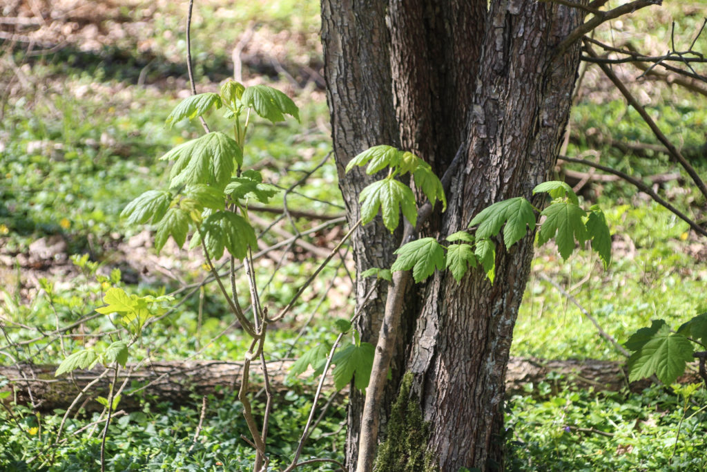 Forårsgrønt – Foto: Jørn Thrane