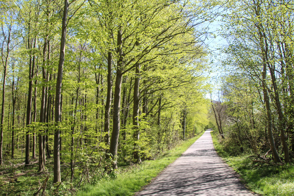 Forårsgrønt – Foto: Jørn Thrane
