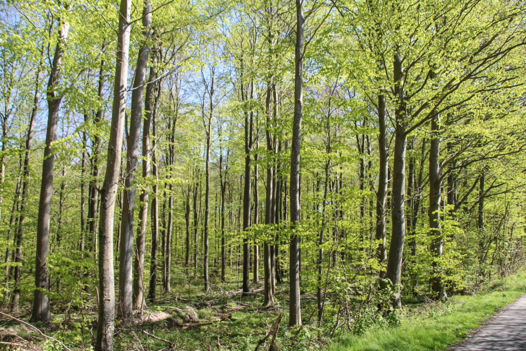Forårsgrønt – Foto: Jørn Thrane