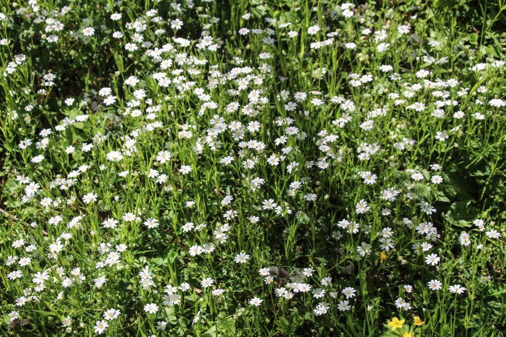 Forårsgrønt – Foto: Jørn Thrane