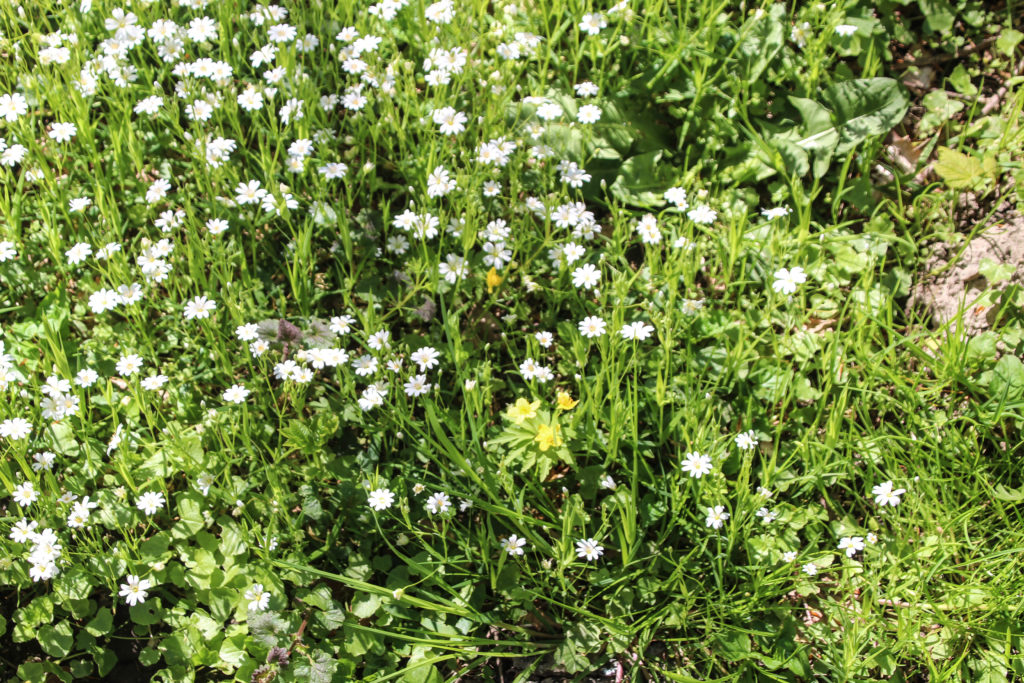 Forårsgrønt – Foto: Jørn Thrane