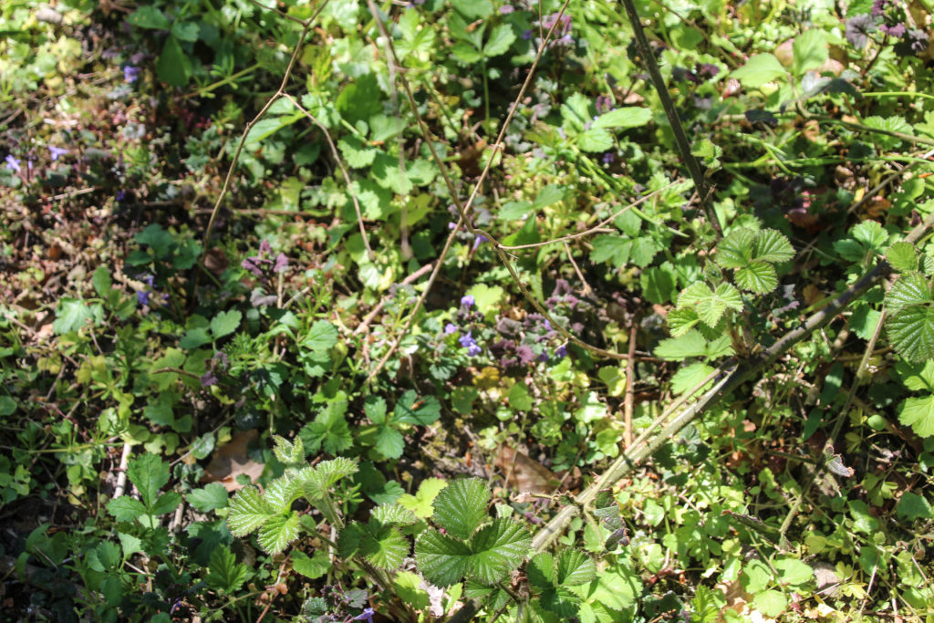 Forårsgrønt – Foto: Jørn Thrane