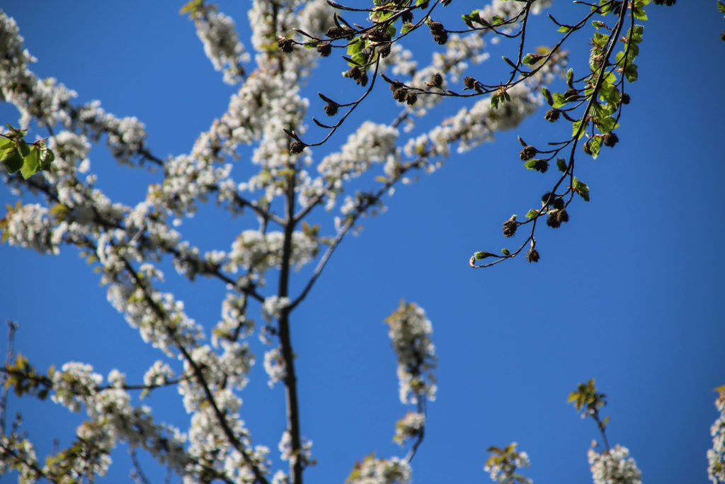 Forårsgrønt – Foto: Jørn Thrane