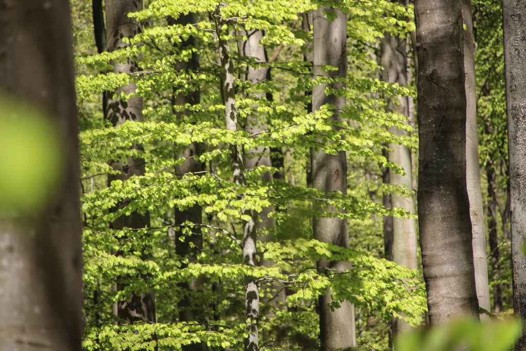 Forårsgrønt – Foto: Jørn Thrane