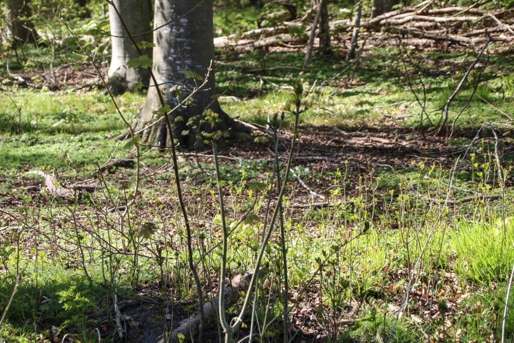 Forårsgrønt – Foto: Jørn Thrane