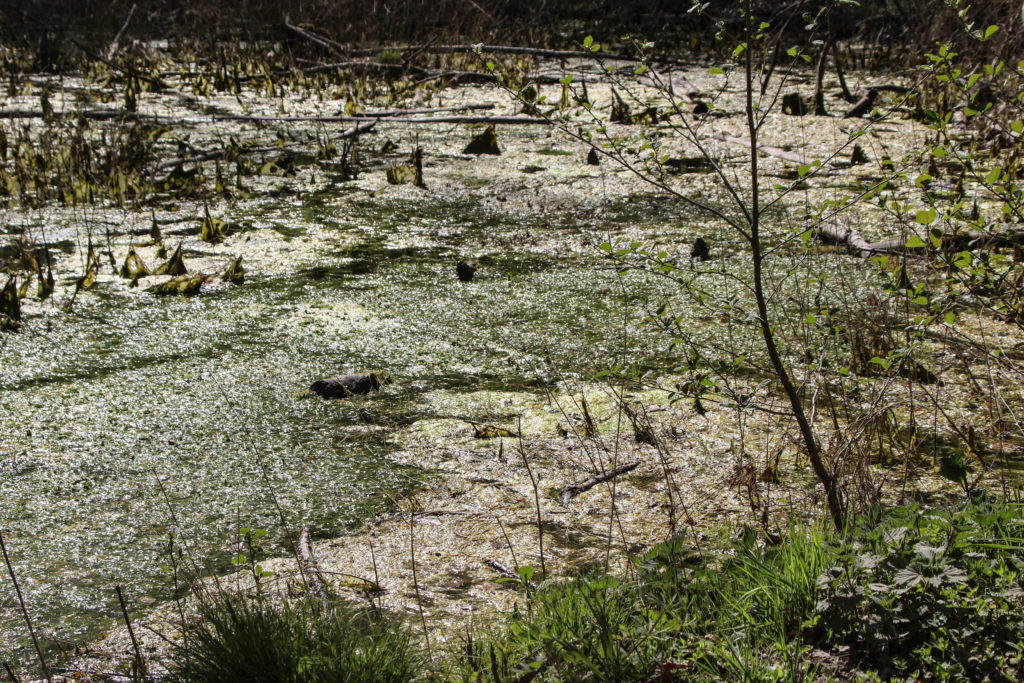 Forårsgrønt – Foto: Jørn Thrane