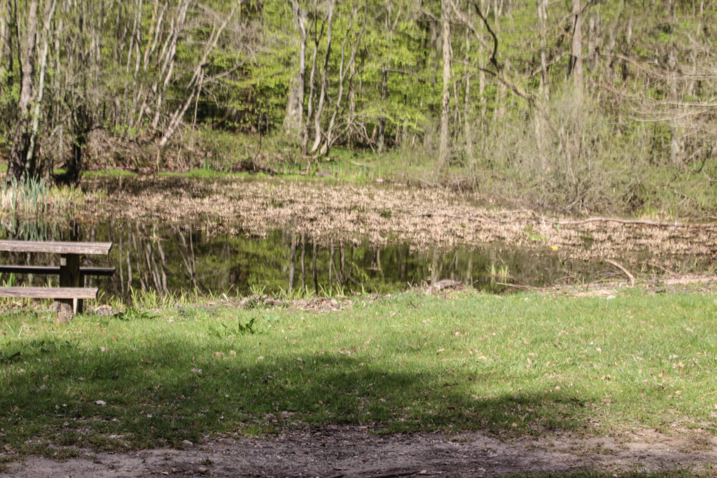Forårsgrønt – Foto: Jørn Thrane