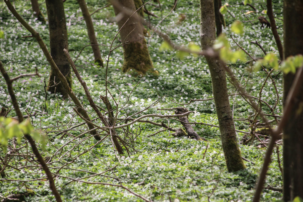 Forårsgrønt – Foto: Jørn Thrane