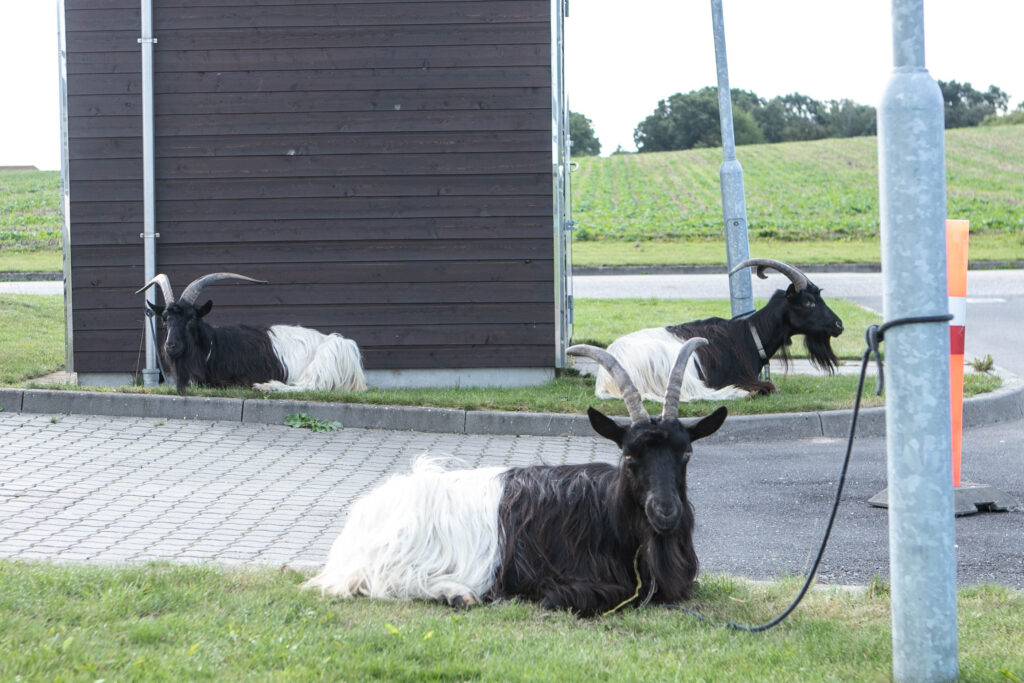 Cirkus © SønderborgNYT
