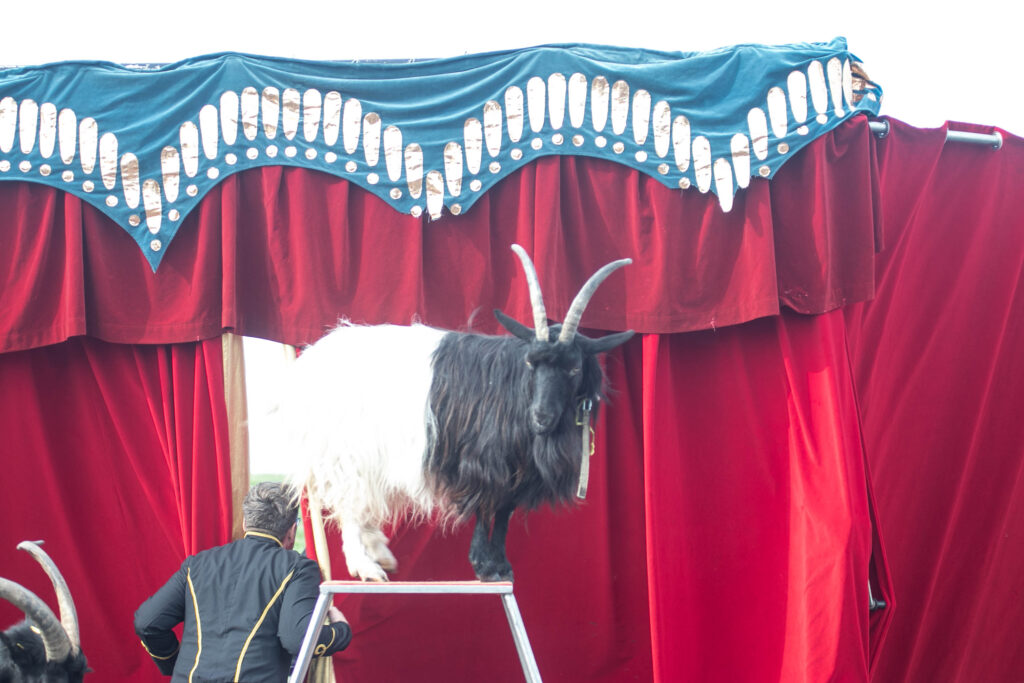 Cirkus © SønderborgNYT