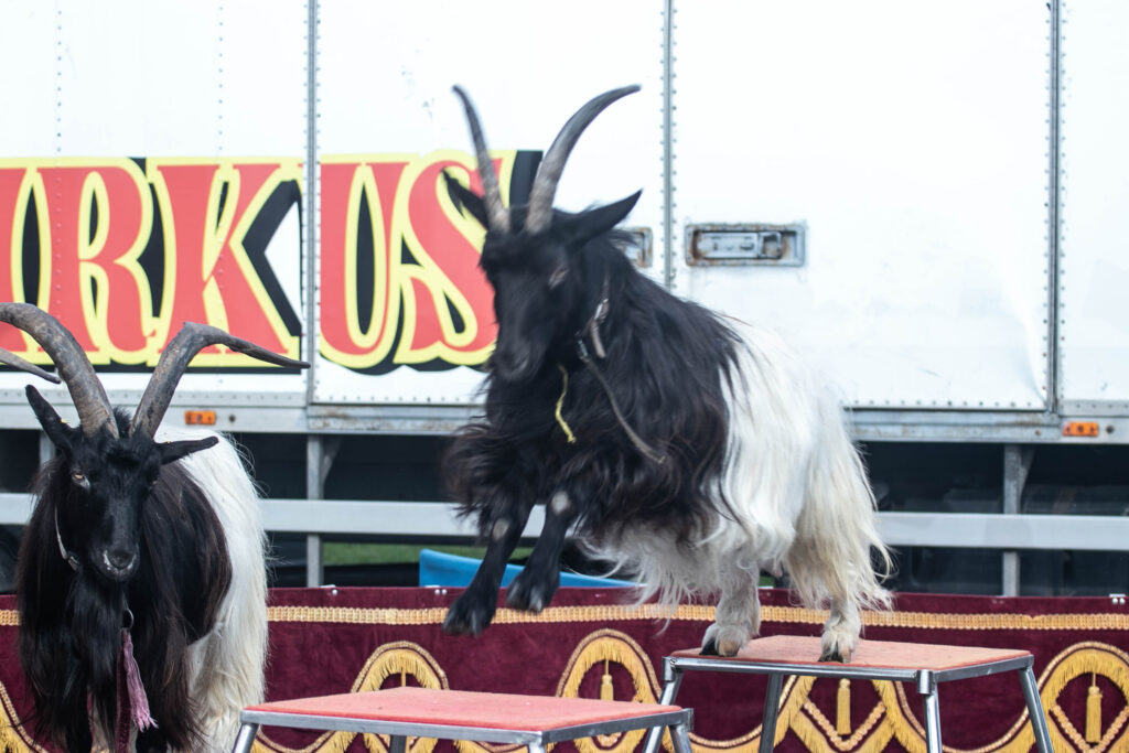 Cirkus © SønderborgNYT