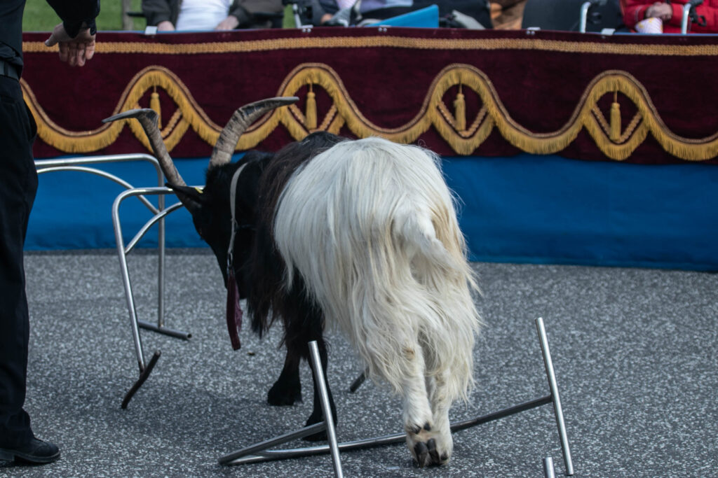 Cirkus © SønderborgNYT
