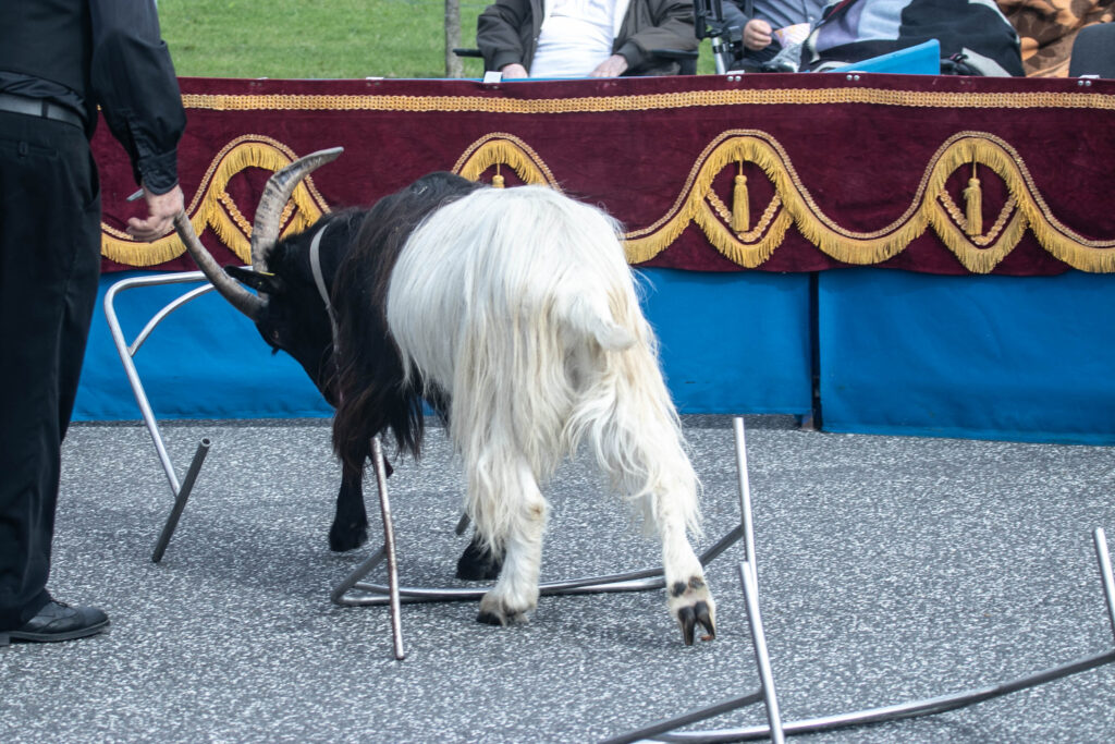 Cirkus © SønderborgNYT