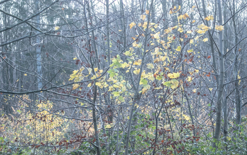 Skov © SønderborgNYT