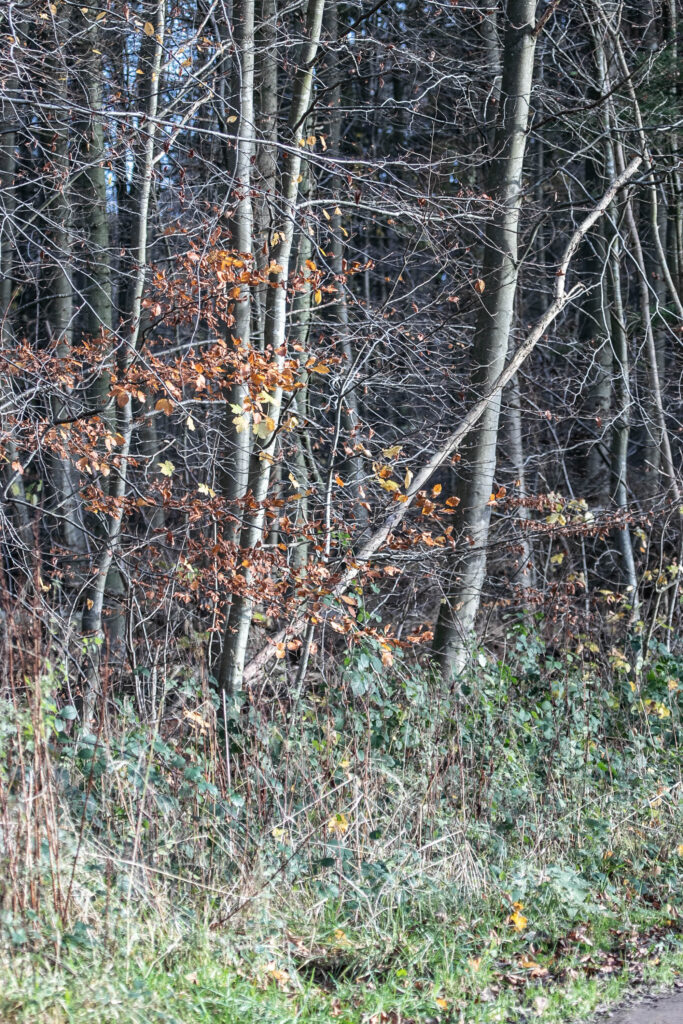 Skov © SønderborgNYT