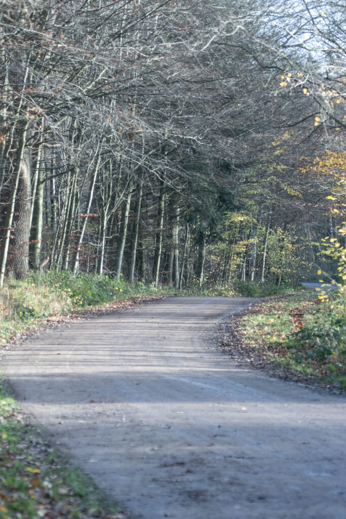Skov © SønderborgNYT
