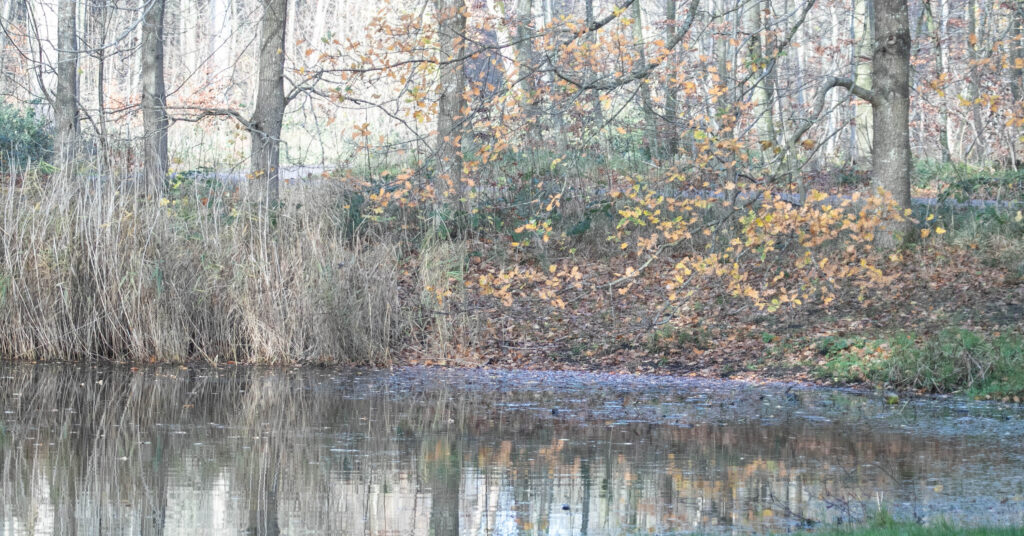 Skov © SønderborgNYT