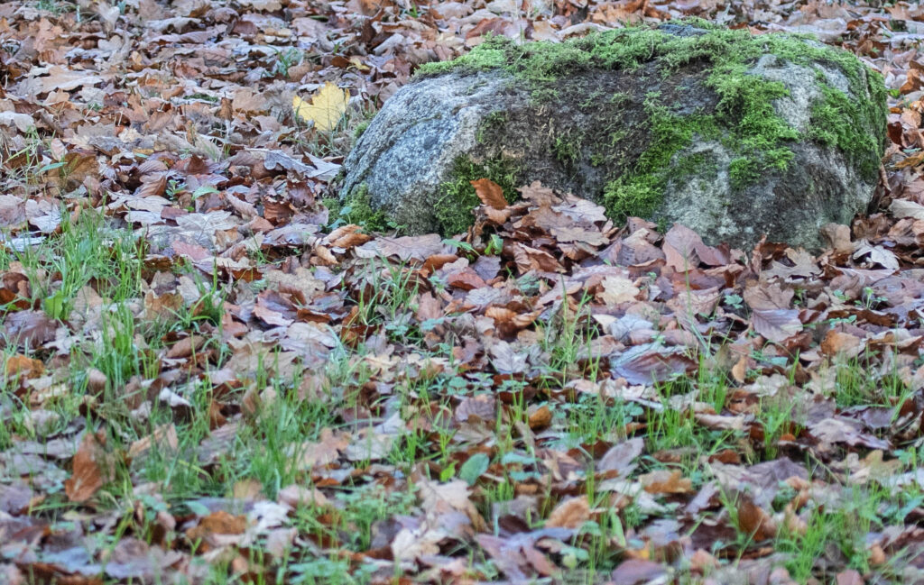 Skov © SønderborgNYT