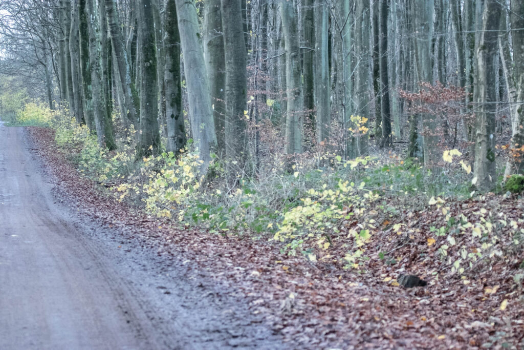 Skov © SønderborgNYT