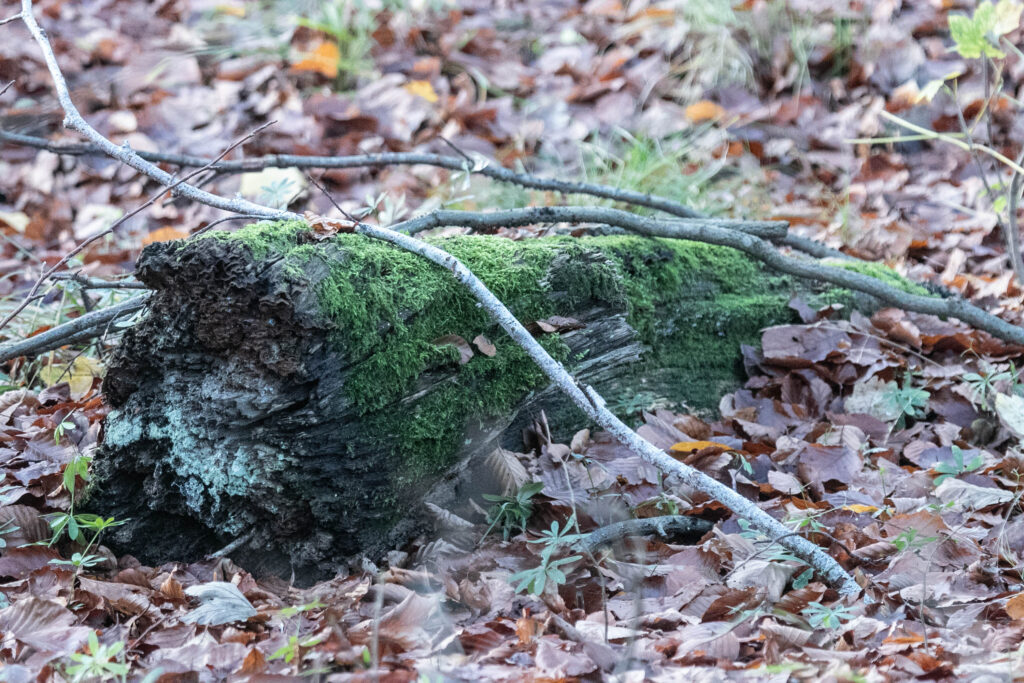 Skov © SønderborgNYT