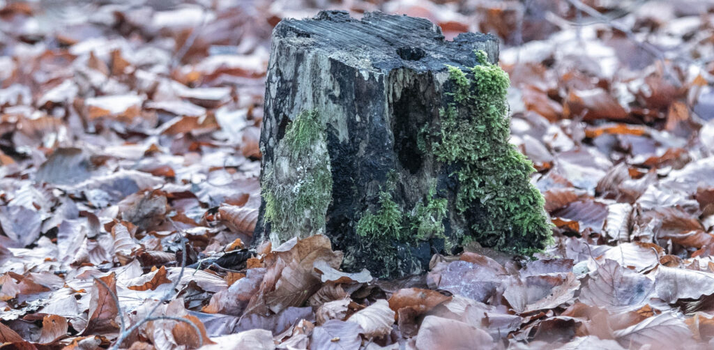Skov © SønderborgNYT