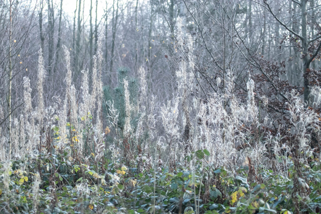 Skov © SønderborgNYT
