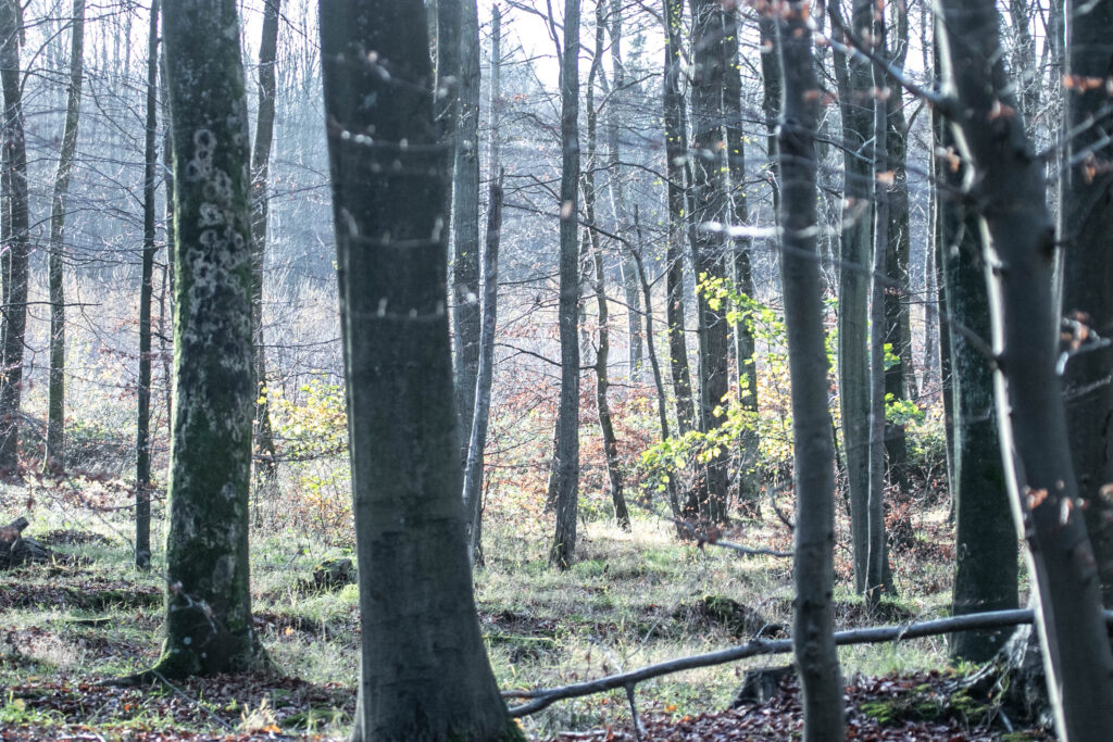 Skov © SønderborgNYT