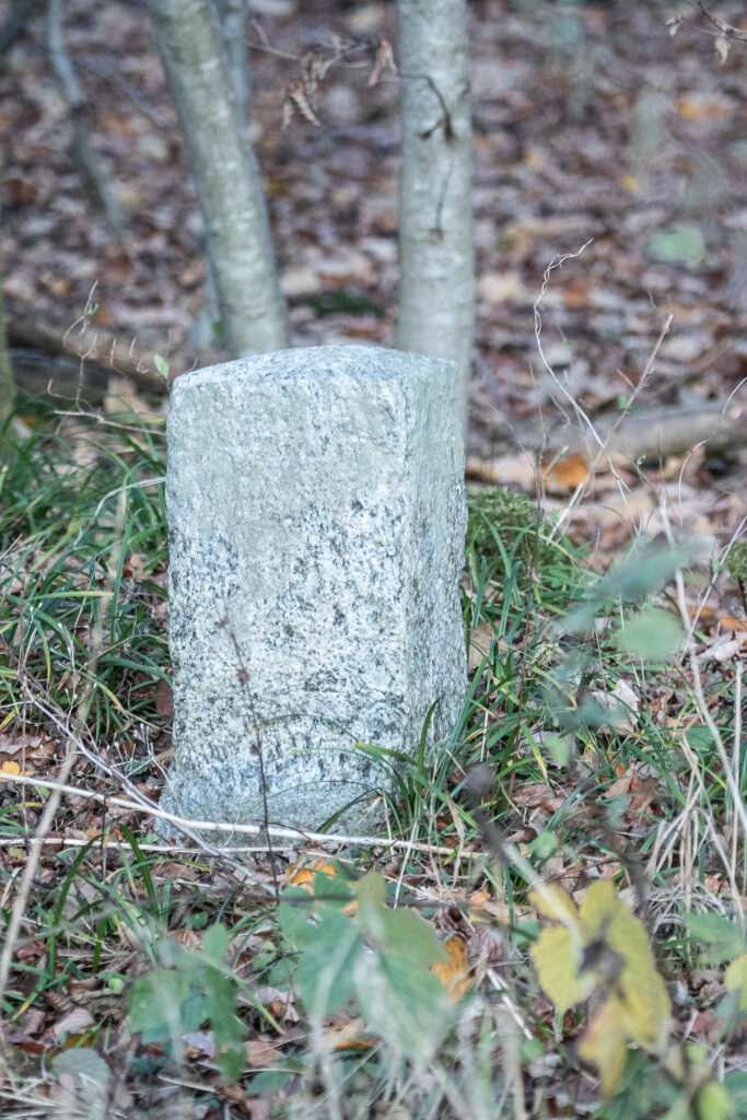 Skov © SønderborgNYT
