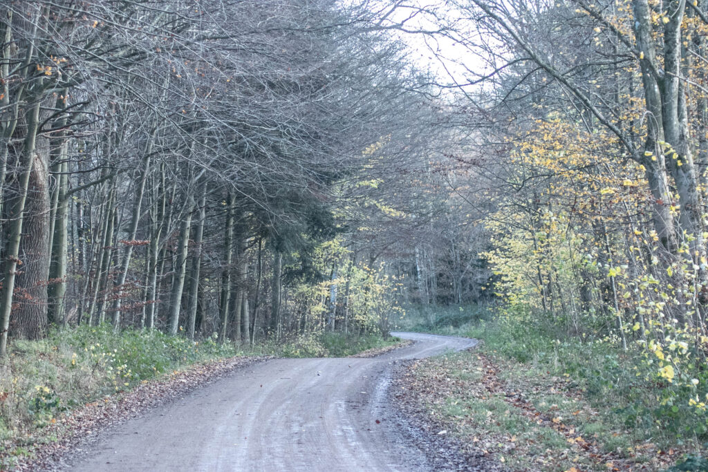 Skov © SønderborgNYT