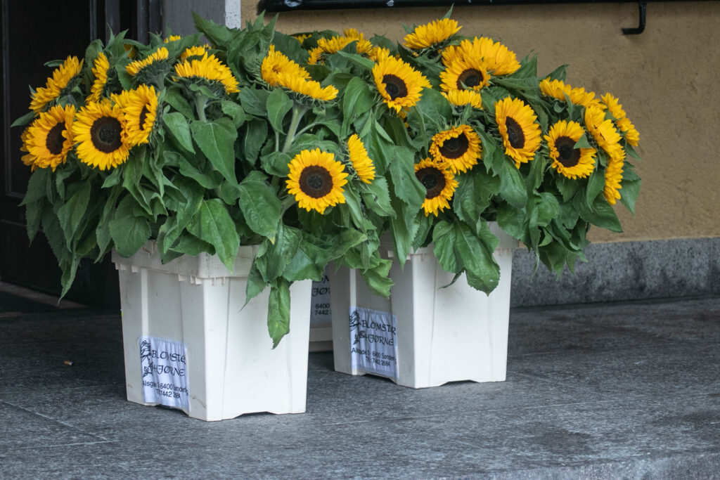 Sensommerfest © SønderborgNYT