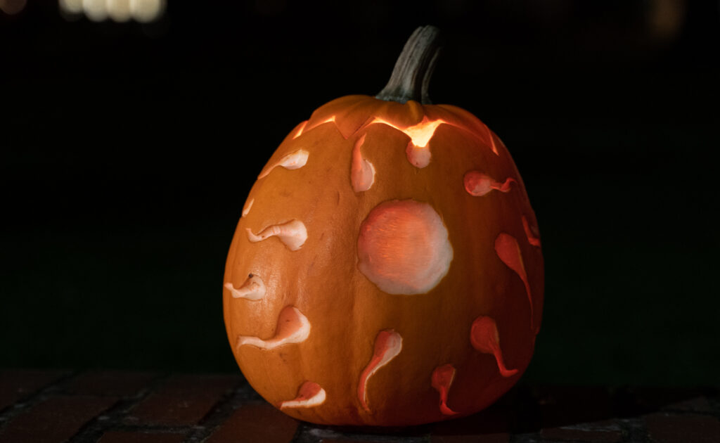 Halloween © Bachs Foto