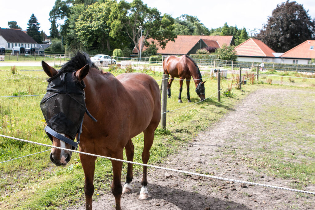 Gråsten Ringridning. Foto: Ole Kæhler