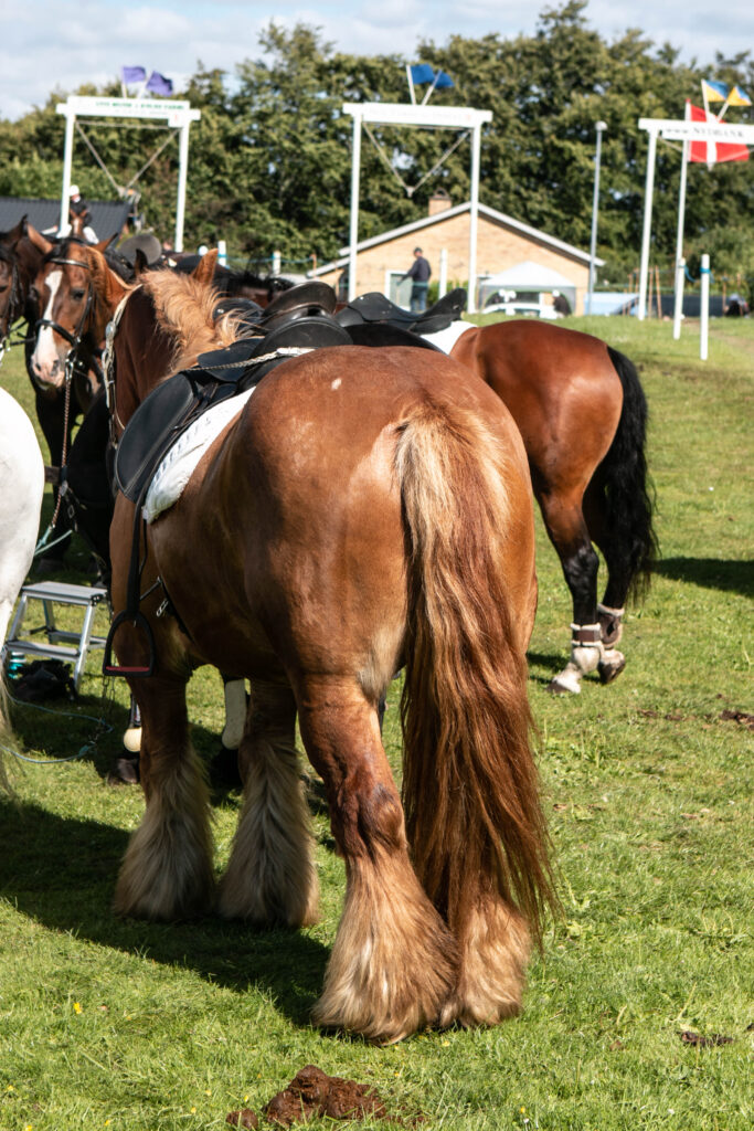 Gråsten Ringridning. Foto: Ole Kæhler