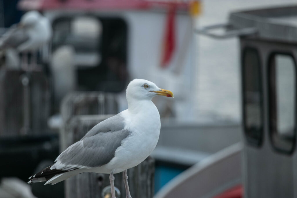 Vandkanten. Foto: Ole Kæhler