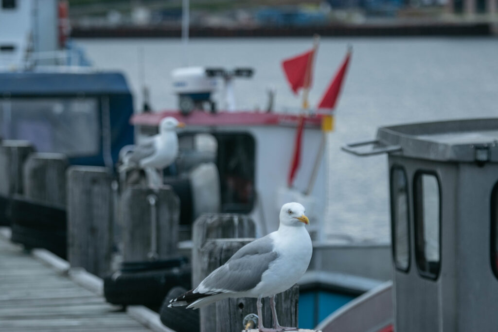 Vandkanten. Foto: Ole Kæhler
