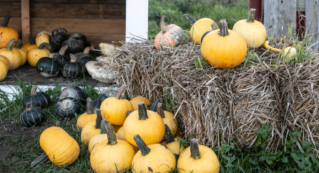 Halloween. Foto: Ole Kæhler