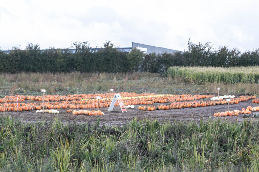 Halloween. Foto: Ole Kæhler