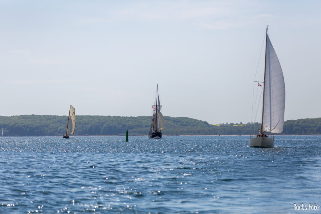 Romregatta-deltagere. Bachs FOTO