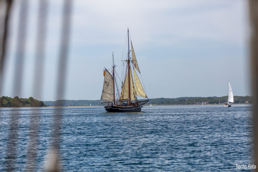 Romregatta-deltagere. Bachs FOTO