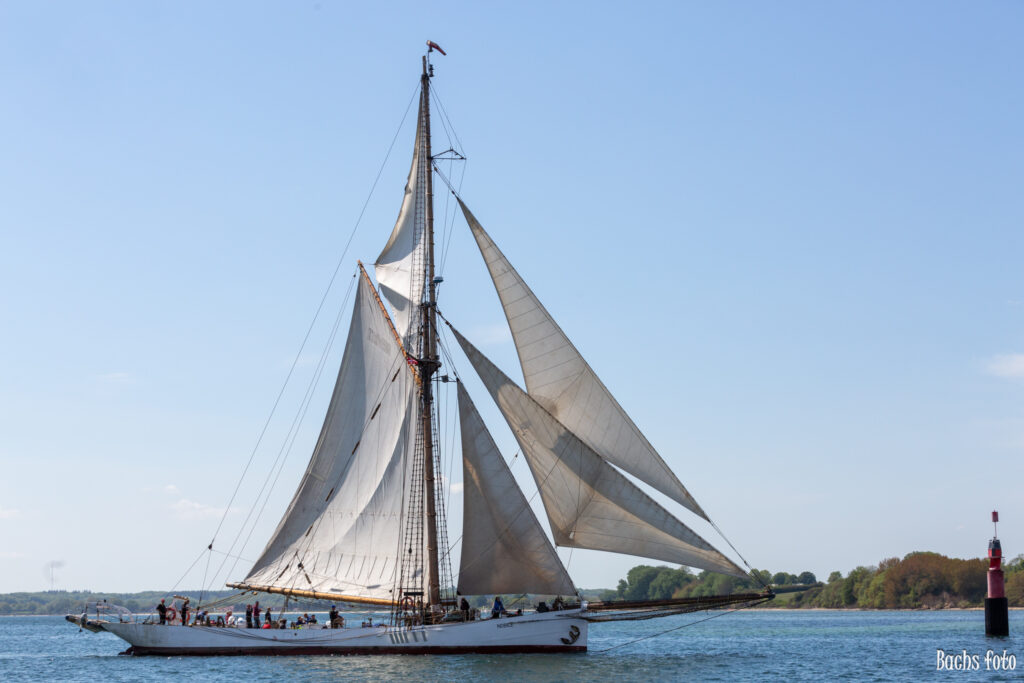 Romregatta-deltagere. Bachs FOTO